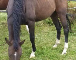 dressage horse Spörkenkieker (Hanoverian, 2013, from Spörcken)