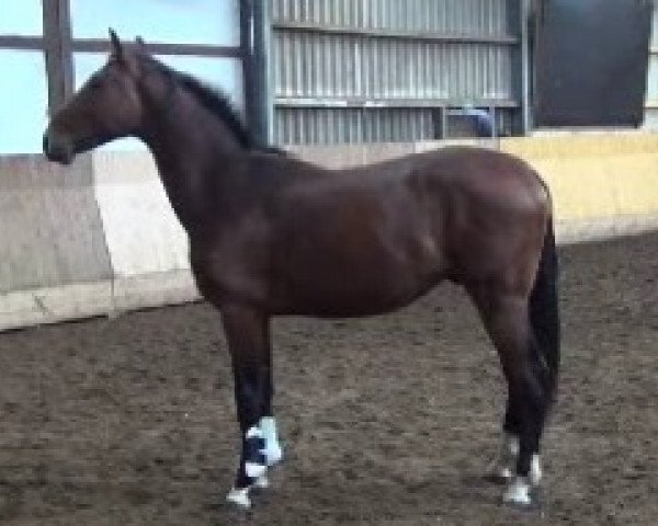 Dressurpferd Casimo 8 (Oldenburger Springpferd, 2013, von Cabachon) Dressurpferd Casimo 8 (Oldenburger Springpferd, 2013, von Cabachon)
