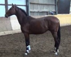 dressage horse Casimo 8 (Oldenburg show jumper, 2013, from Cabachon)