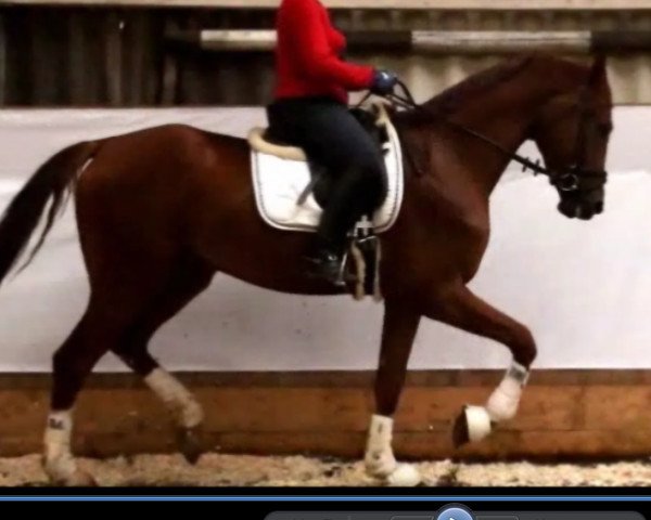 jumper Braeburne (Hanoverian, 2012, from Bretton Woods) jumper Braeburne (Hanoverian, 2012, from Bretton Woods)