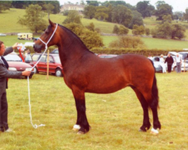 broodmare Fronarth Model Lady (Welsh-Cob (Sek. D), 1995, from Derwen Desert Express) broodmare Fronarth Model Lady (Welsh-Cob (Sek. D), 1995, from Derwen Desert Express)