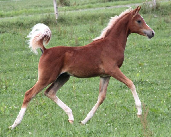 stallion Birsim (Arabian purebred, 2015, from Black Diamond ox)