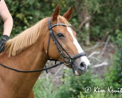 Springpferd Wicky (KWPN (Niederländisches Warmblut), 2004)