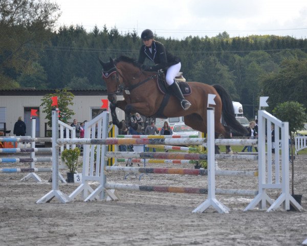 jumper Cordano 22 (Hessian Warmblood, 2008, from Ciacomo)