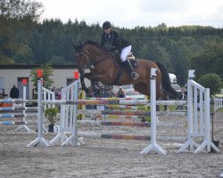 jumper Cordano 22 (Hessian Warmblood, 2008, from Ciacomo)