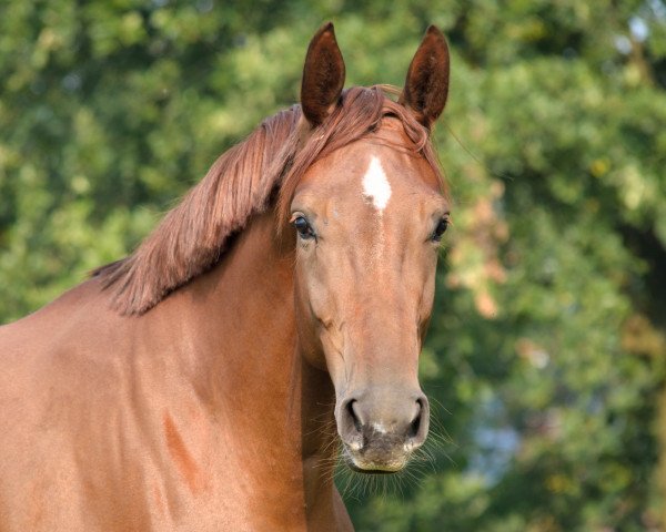 broodmare Delayla 7 (Westphalian, 2012, from Dankeschön)