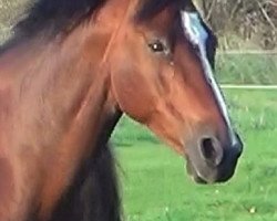 broodmare Odessa T (Oldenburg, 1999, from Cartusch)