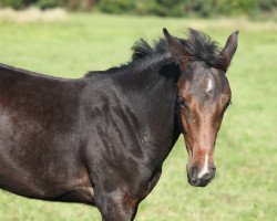 Pferd Noblesse Noir (Holsteiner, 2020, von Diarado)