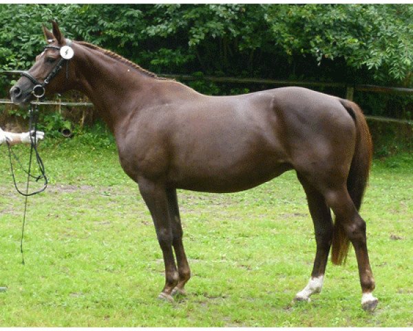 Zuchtstute Haminga (Trakehner, 2005, von Etiudas-Eskado) Zuchtstute Haminga (Trakehner, 2005, von Etiudas-Eskado)