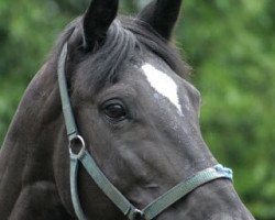 broodmare Royal Lady (Trakehner, 1990, from Habicht)