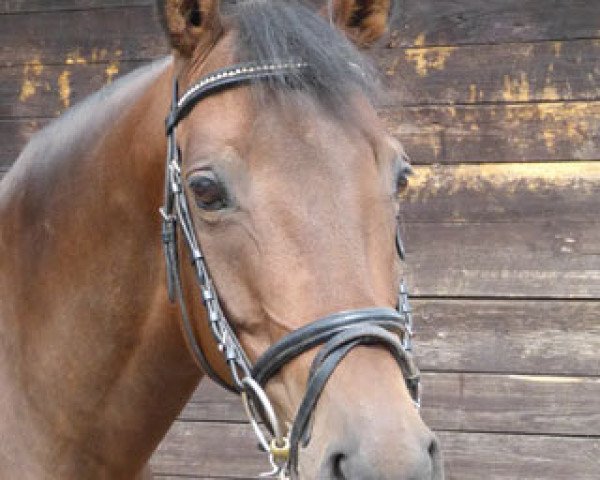 broodmare Oka Louisa (Trakehner, 2006, from Brioni)
