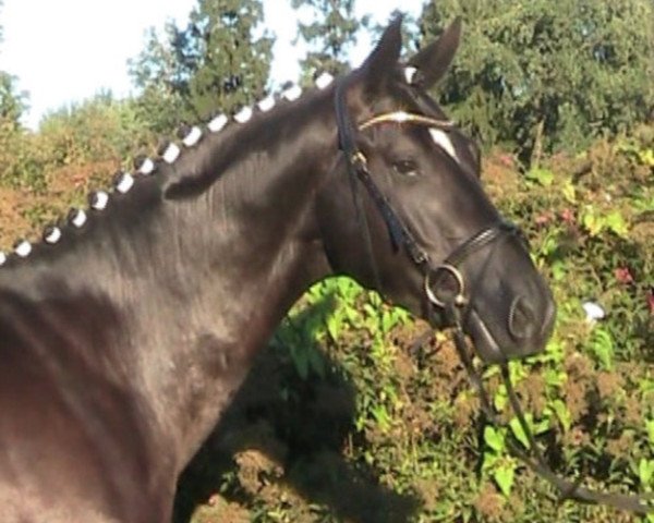 eventing horse Räubercharme (Trakehner, 2009, from Heldenberg) eventing horse Räubercharme (Trakehner, 2009, from Heldenberg)