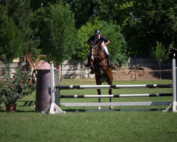Springpferd General Darco (KWPN (Niederländisches Warmblut), 2011, von Darco)