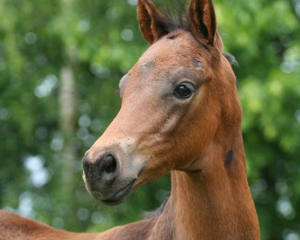horse Donauregent (Trakehner, 2015, from Silvermoon)