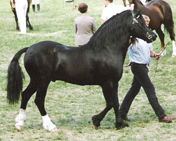 stallion Ffoslas Sir Gwynfor (Welsh-Cob (Sek. D), 1980, from Parc Sir Ivor) stallion Ffoslas Sir Gwynfor (Welsh-Cob (Sek. D), 1980, from Parc Sir Ivor)