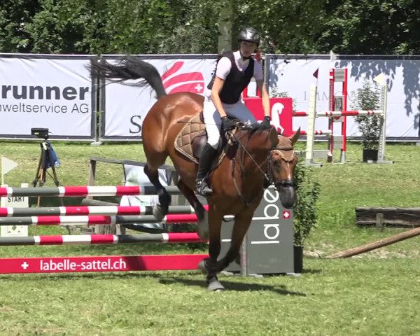 Reitturnier Wil 2020