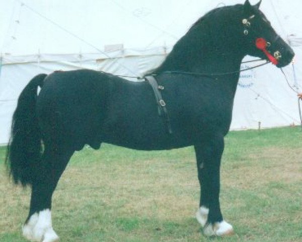 Deckhengst Cascob Dafydd Ddu (Welsh-Cob (Sek. D), 1982, von Brenin Dafydd) Deckhengst Cascob Dafydd Ddu (Welsh-Cob (Sek. D), 1982, von Brenin Dafydd)