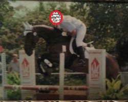Dressurpferd Lupo (Württemberger, 2003, von Lanceur)