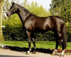 Deckhengst Con Caletto (Holsteiner, 1996, von Contender)