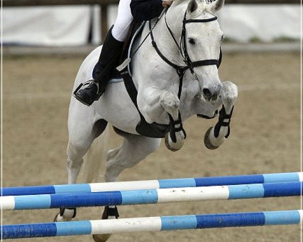 horse Look at me 13 (Holsteiner, 1995, from Leandro)