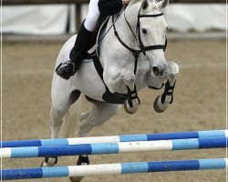 horse Look at me 13 (Holsteiner, 1995, from Leandro)