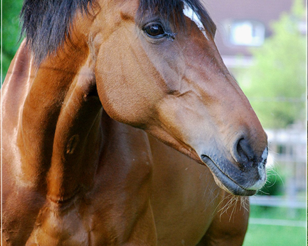 broodmare Ina V (Holsteiner, 1994, from Leandro)