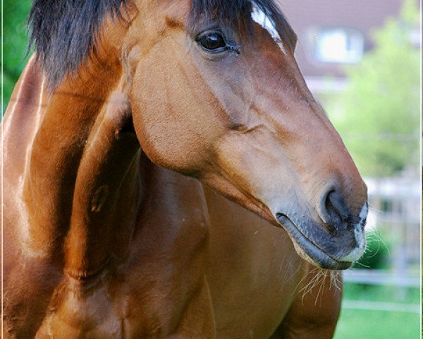 broodmare Ina V (Holsteiner, 1994, from Leandro)