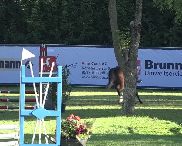 Reitturnier Wil 2020