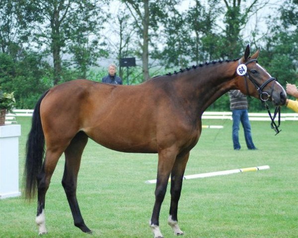 dressage horse Diawatha (Hanoverian, 2008, from Dancier)
