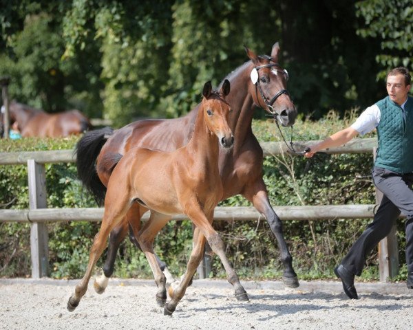 horse Trenck (Trakehner, 2015, from Goldschmidt)
