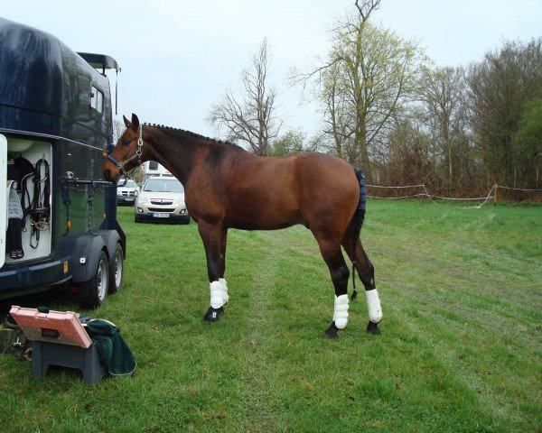 dressage horse Ready To Dance (German Sport Horse, 2004, from Riccione) dressage horse Ready To Dance (German Sport Horse, 2004, from Riccione)