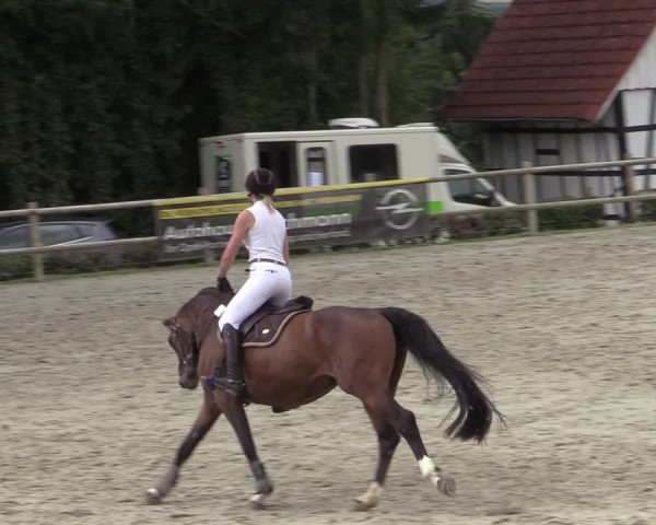 Reitturnier Vlotho-Exter 2020