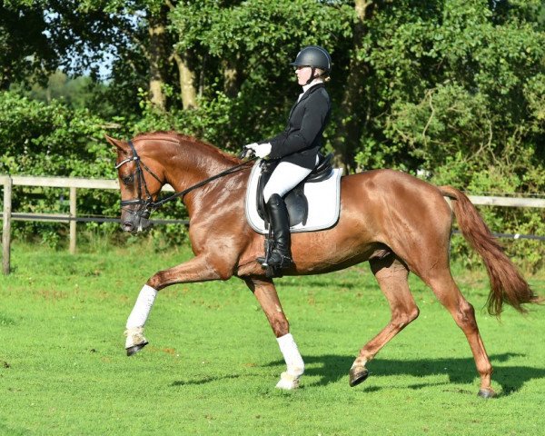 dressage horse Nurejew (Trakehner, 2011, from Elfado) dressage horse Nurejew (Trakehner, 2011, from Elfado)