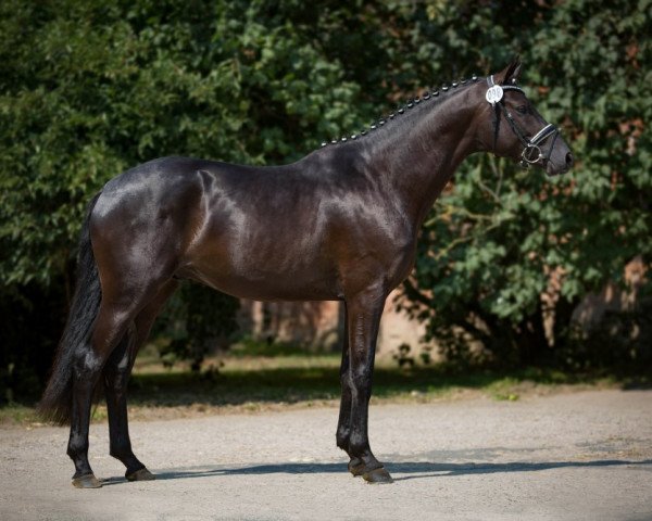 dressage horse Basir (Trakehner, 2013, from Schwarzgold)