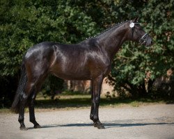 dressage horse Basir (Trakehner, 2013, from Schwarzgold)