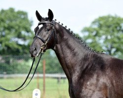 stallion Independent (Trakehner, 2013, from Placido Domingo)
