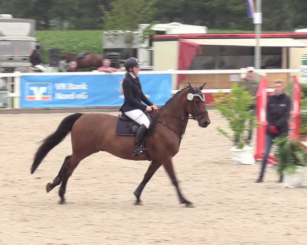 Reitturnier Ladelund 2020