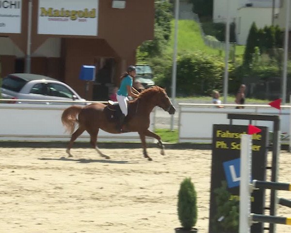 Reitturnier Schwyz 2020