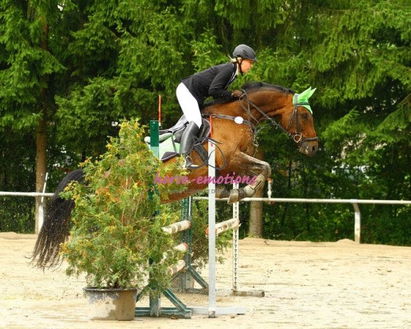 Springpferd Carfield (Württemberger, 1997, von Calmaro)