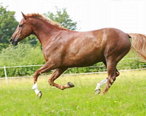 horse Nanunando (German Riding Pony, 2002, from Nature Boy)