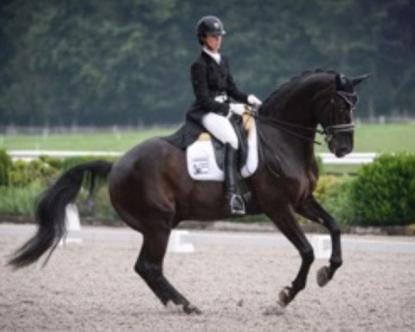 dressage horse Westlife II (Oldenburg, 2003, from Welton)