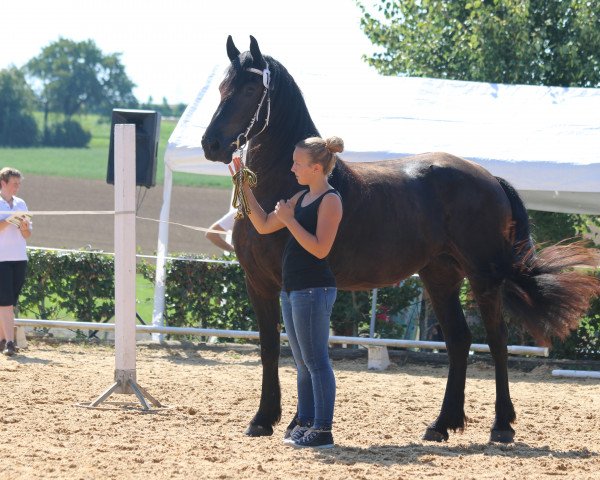 horse Oleha (Friese, 2012, from Wikke 404)
