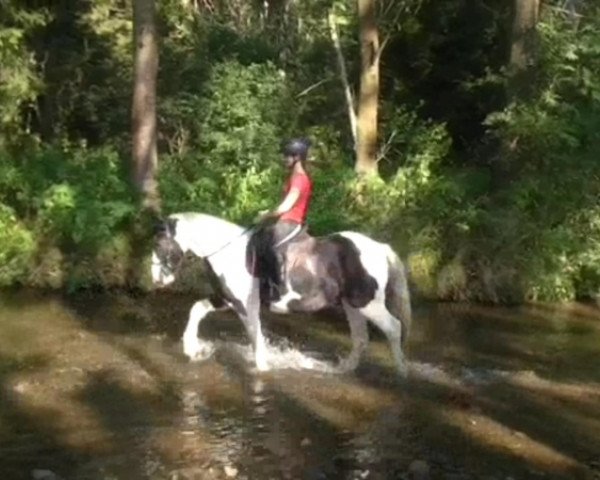 horse Pats Dolly (Tinker / Irish Cob / Gypsy Vanner, 2010)