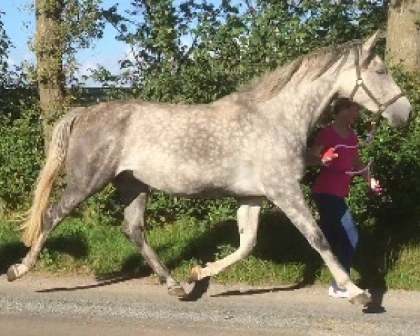 broodmare Cosma (Holsteiner, 2010, from Cassini II)