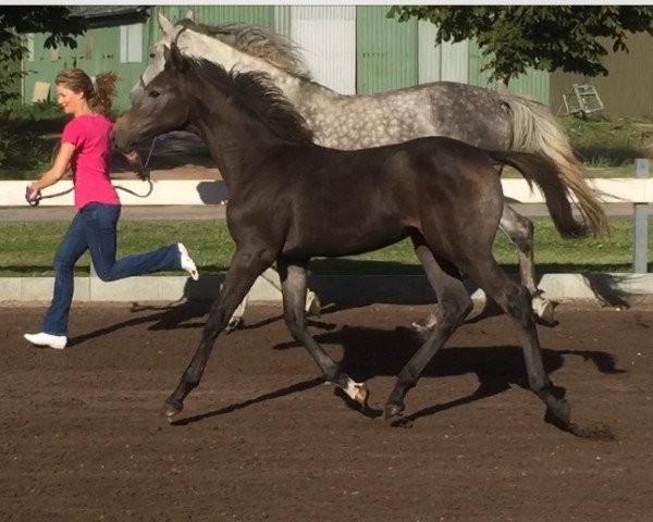 broodmare Nacera Z (Zangersheide riding horse, 2015, from Numero Uno) broodmare Nacera Z (Zangersheide riding horse, 2015, from Numero Uno)