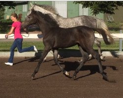 broodmare Nacera Z (Zangersheide riding horse, 2015, from Numero Uno)