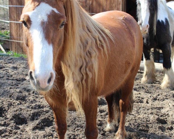 Pferd Bluehaven Rhapsody (Welsh-Cob (Sek. C), 2007, von Persie Sir Russel)
