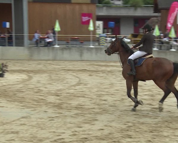 Reitturnier Schwyz 2020