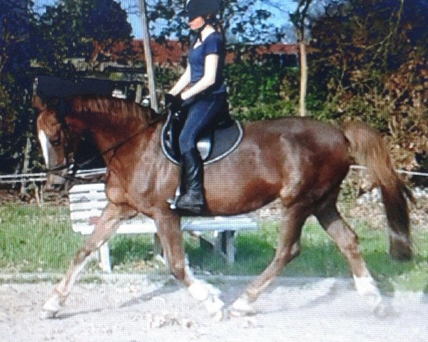 Avlshoppe Feldblume (Oldenburger, 1994, fra Conners)