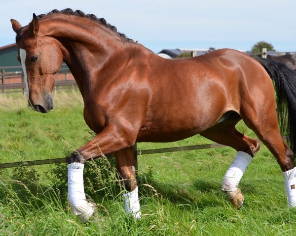 Dressurpferd Pepper 112 (Westfale, 2001, von Pep)